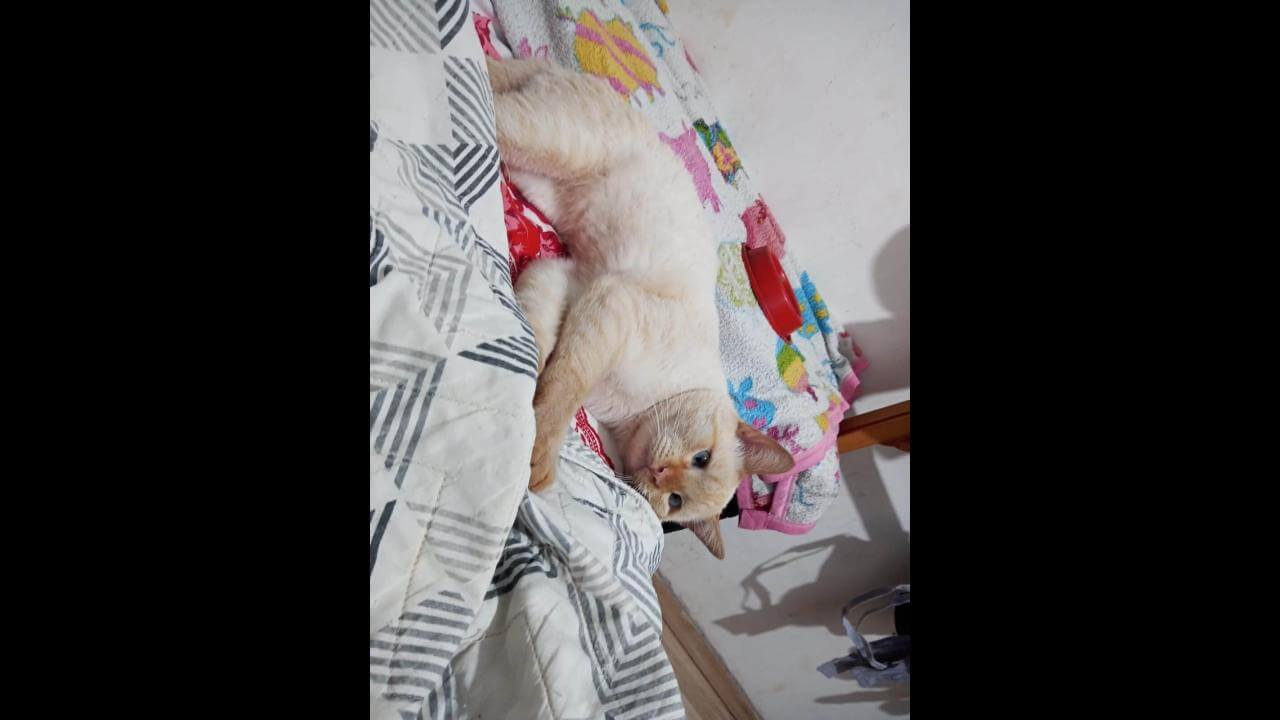 Gato desapareceu no bairro Brasília Imagem referente a Gato desapareceu no bairro Brasília