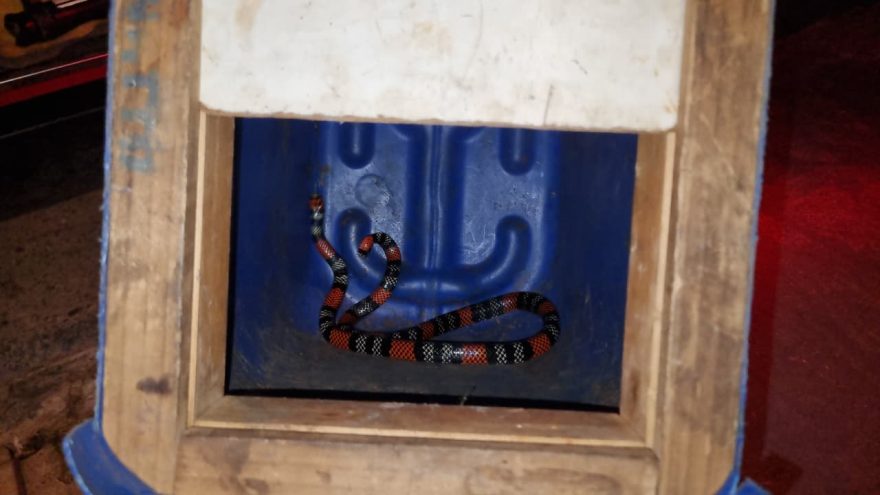 Bombeiros resgatam cobra coral em quintal de residência no Bairro Tropical