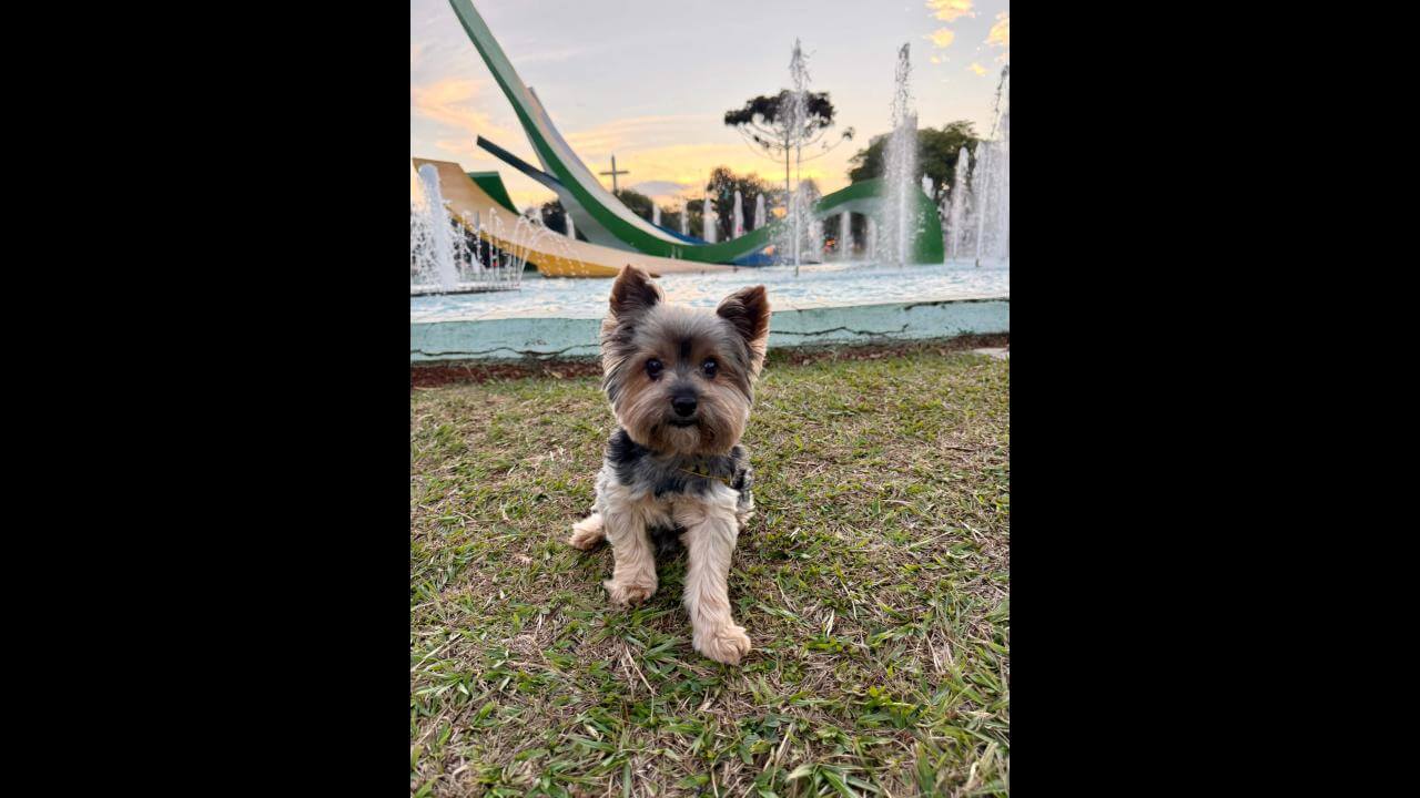 Cachorro desapareceu no bairro Centro Imagem referente a Cachorro desapareceu no bairro Centro