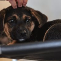 Imagem referente a Lei define guarda compartilhada de pets; veja detalhes