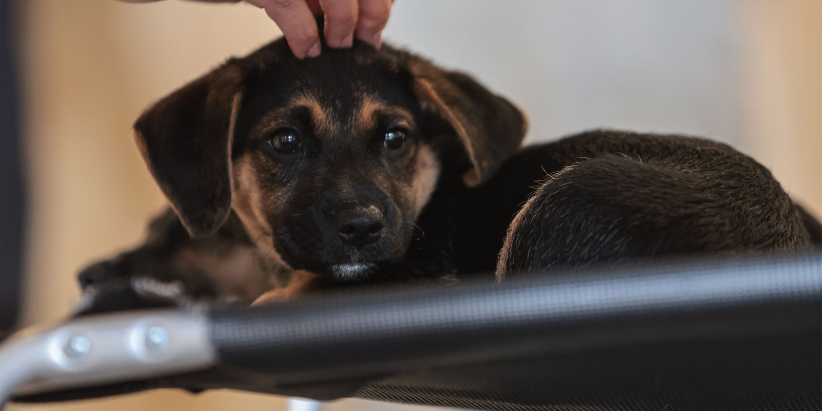 Lei define guarda compartilhada de pets; veja detalhes Imagem referente a Lei define guarda compartilhada de pets; veja detalhes
