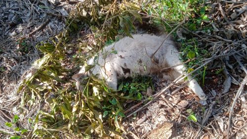 Mortes de gatos levantam suspeita de envenenamento em Cascavel