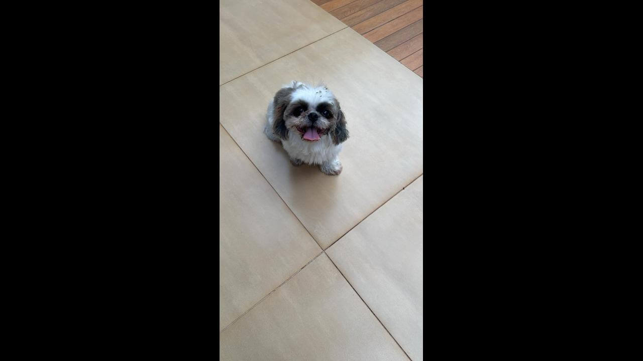 Cachorra é encontrada no bairro Canadá Imagem referente a Cachorra é encontrada no bairro Canadá