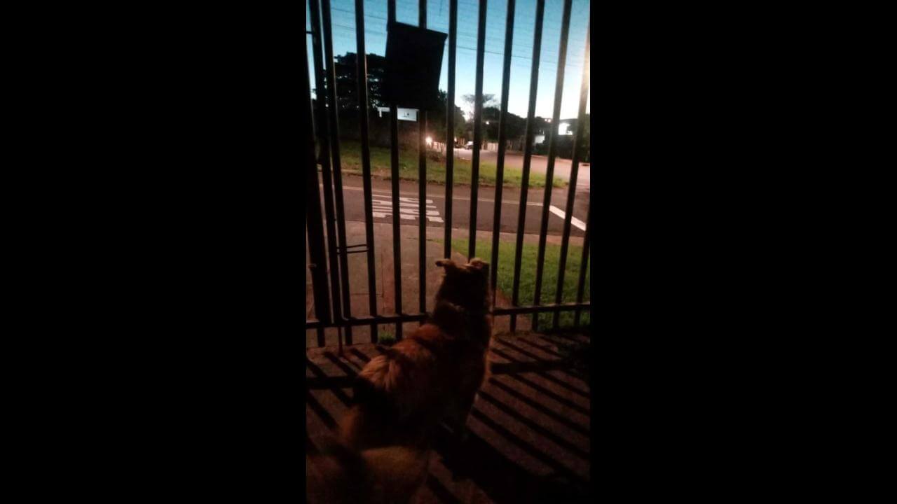 Cachorro Marlon desapareceu no bairro Universitário Imagem referente a Cachorro Marlon desapareceu no bairro Universitário