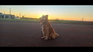 Imagem referente a Cachorro Marlon desapareceu no bairro Universitário