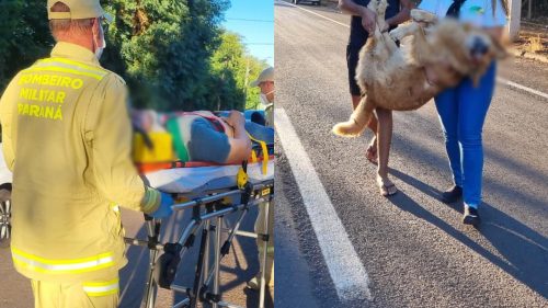 Cachorro morre após ser atropelado por motociclista na Rua Cuiabá