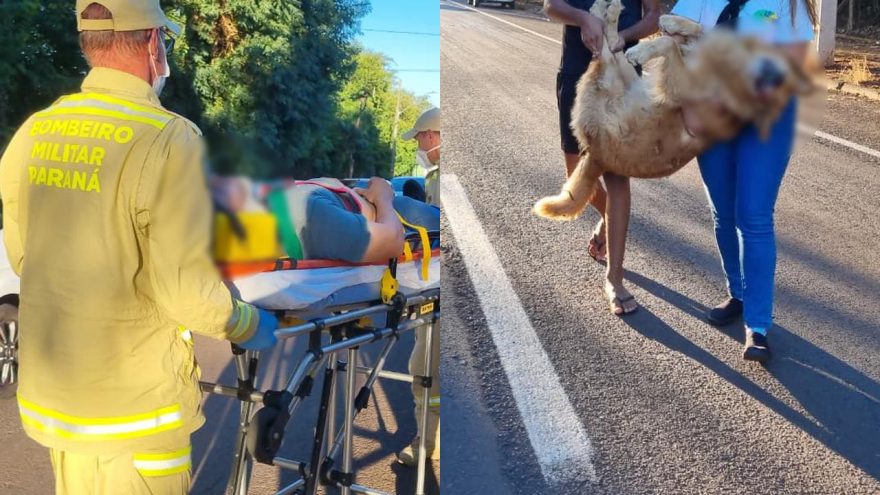 Cachorro morre após ser atropelado por motociclista na Rua Cuiabá