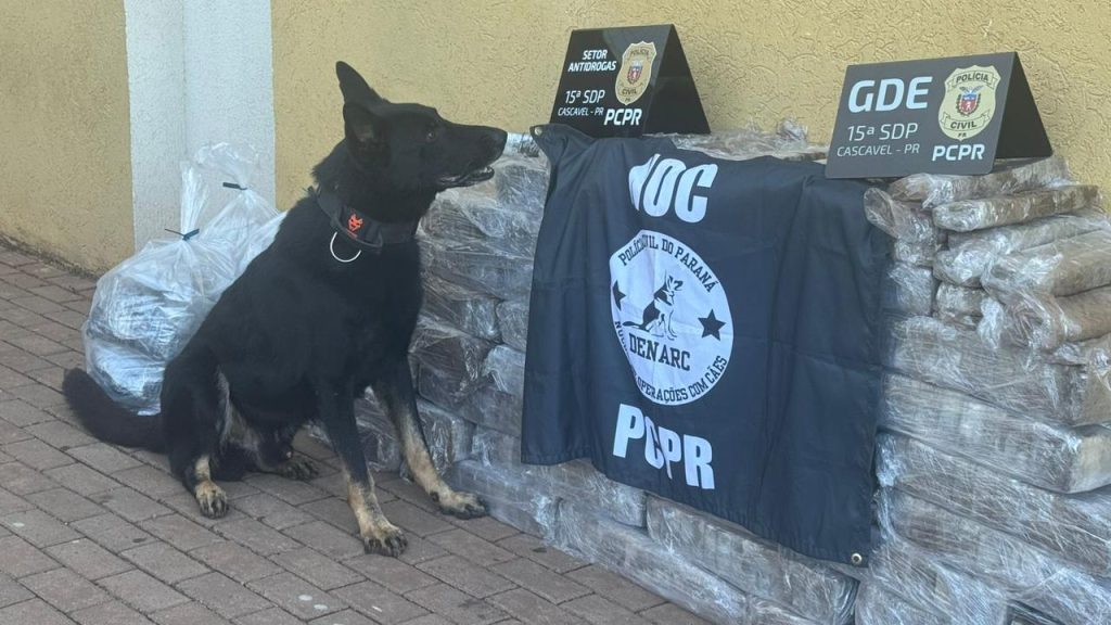 Cães farejadores identificam grande quantidade de maconha em Cascavel
