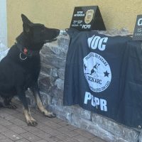 Imagem referente a Cães farejadores identificam grande quantidade de maconha em Cascavel