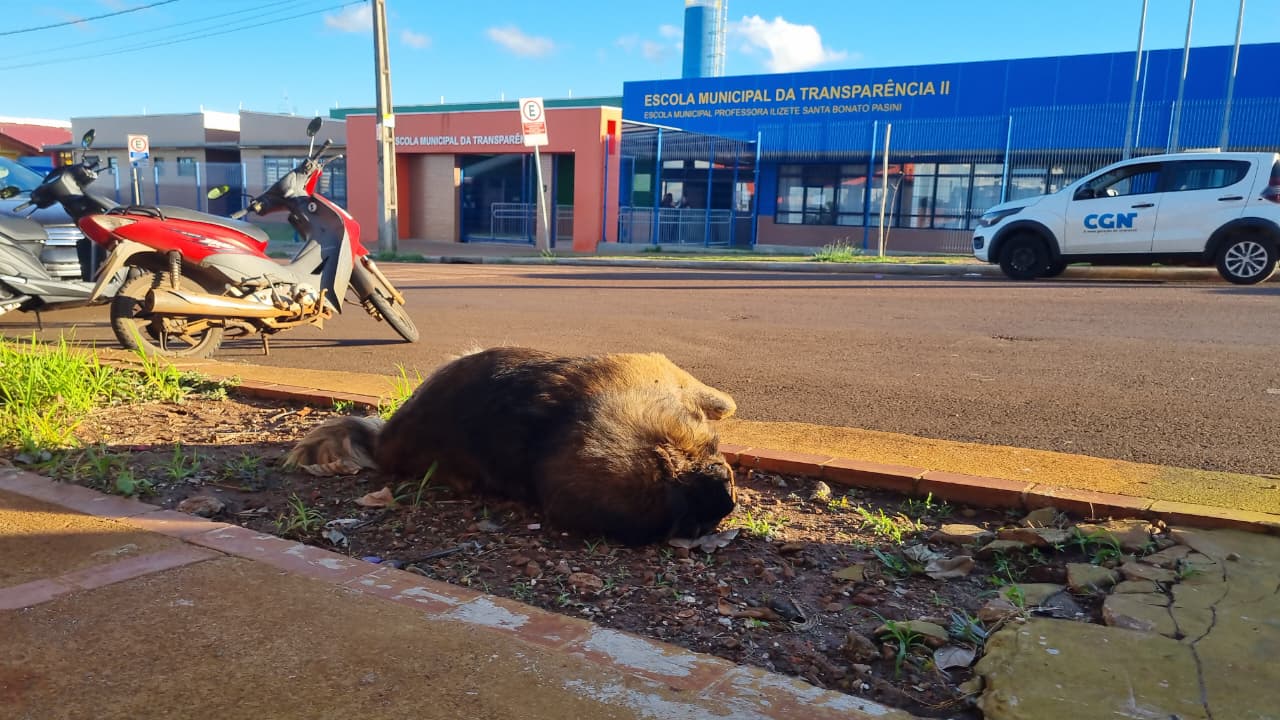 Imagem referente a Cachorro morre atropelado em frente à escola e moradores cobram mais segurança no trânsito