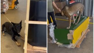 Operação Rastreio: vídeos mostram momento em que cães encontram drogas