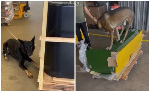 Operação Rastreio: vídeos mostram momento em que cães encontram drogas