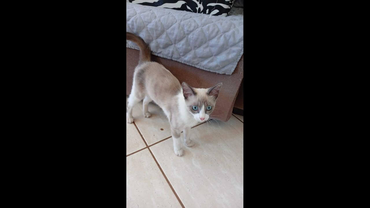 Gata é encontrada no bairro Cancelli Imagem referente a Gata é encontrada no bairro Cancelli