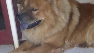 Imagem referente a Cachorro Thunder desapareceu no bairro Claudete