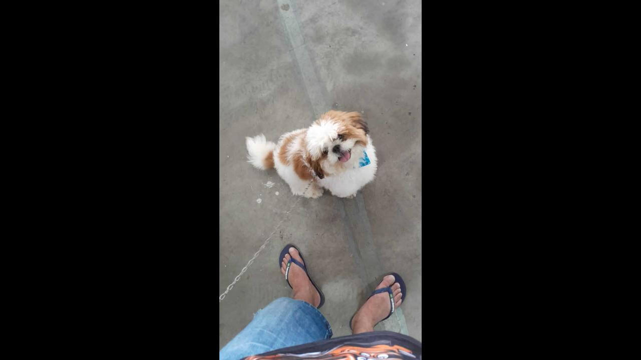 Cachorro Muzzi desapareceu no bairro Universitário Imagem referente a Cachorro Muzzi desapareceu no bairro Universitário