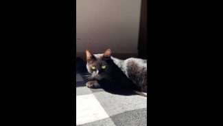 Imagem referente a Gato Negão desapareceu no bairro São Cristóvão