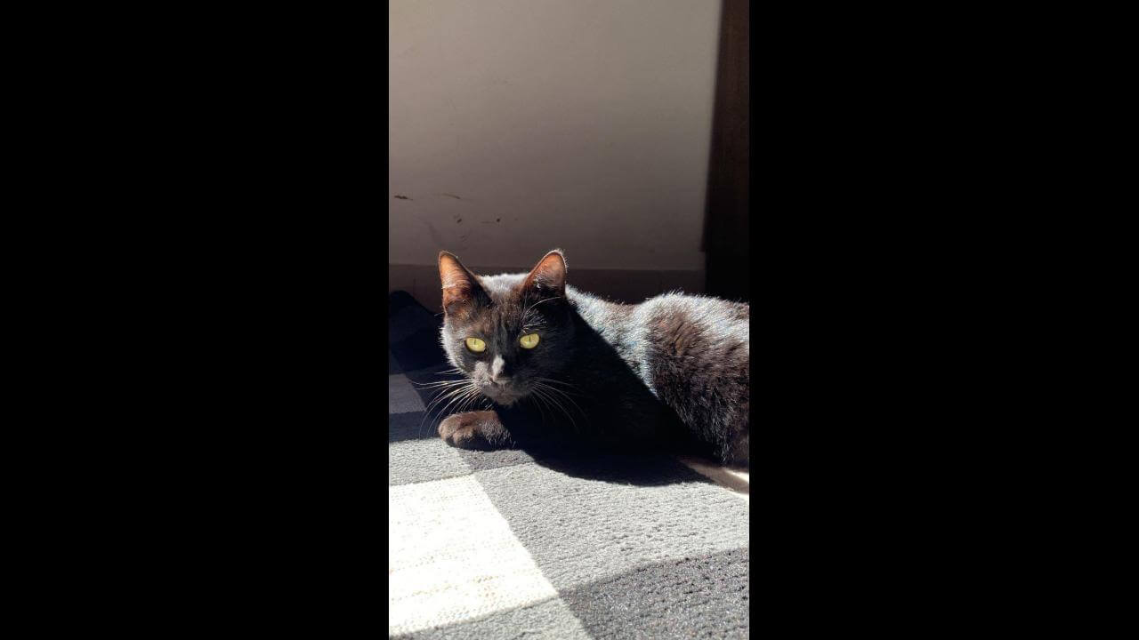 Gato Negão desapareceu no bairro São Cristóvão Imagem referente a Gato Negão desapareceu no bairro São Cristóvão