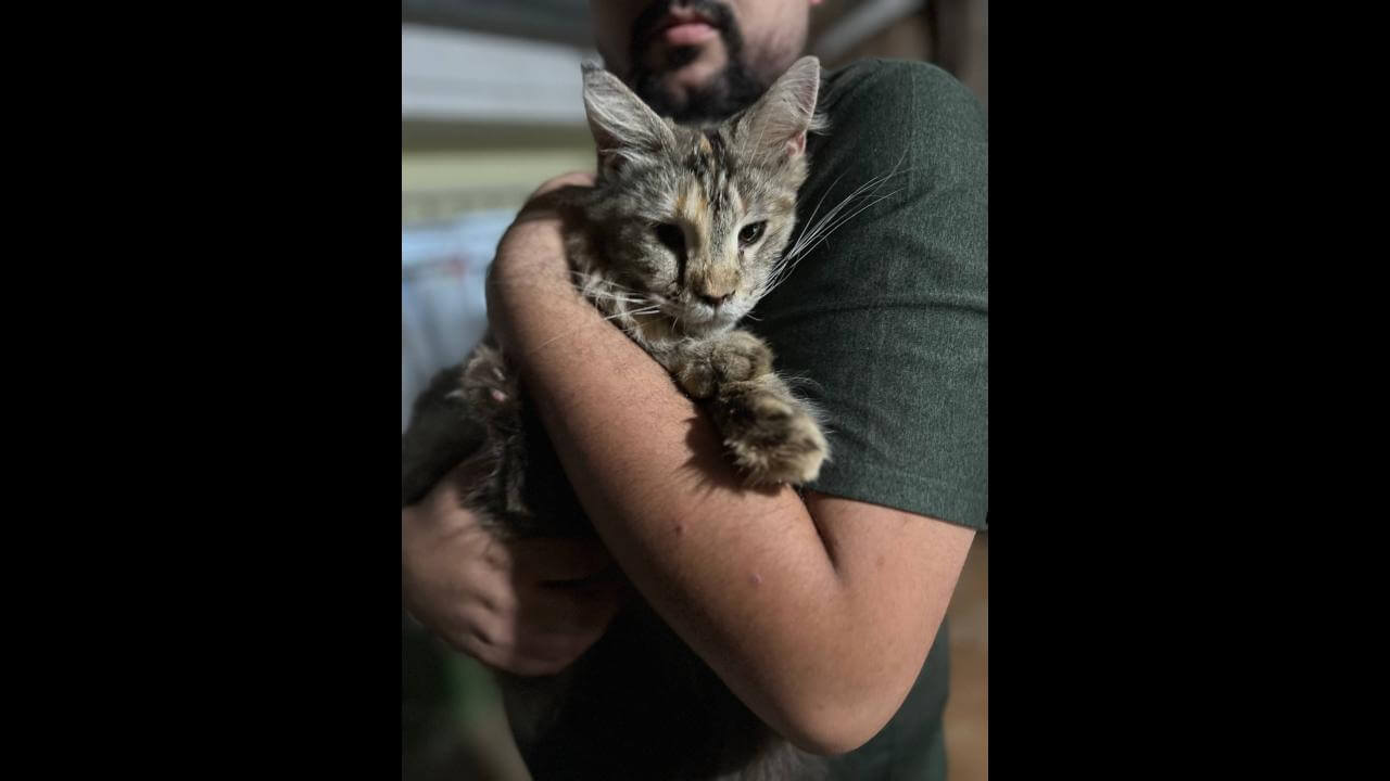 Gato é encontrado no bairro Santa Cruz Imagem referente a Gato é encontrado no bairro Santa Cruz