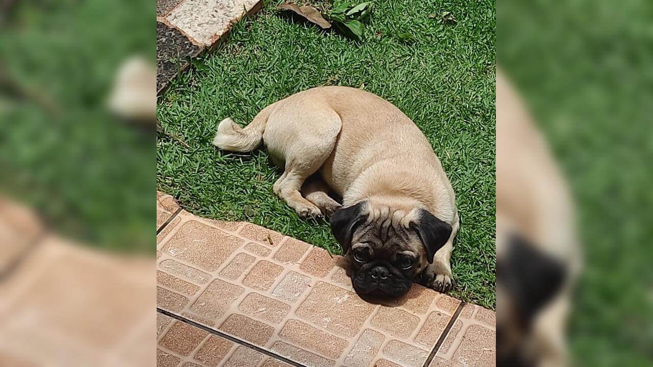 Cachorro Bingo desapareceu no bairro Esmeralda Imagem referente a Cachorro Bingo desapareceu no bairro Esmeralda