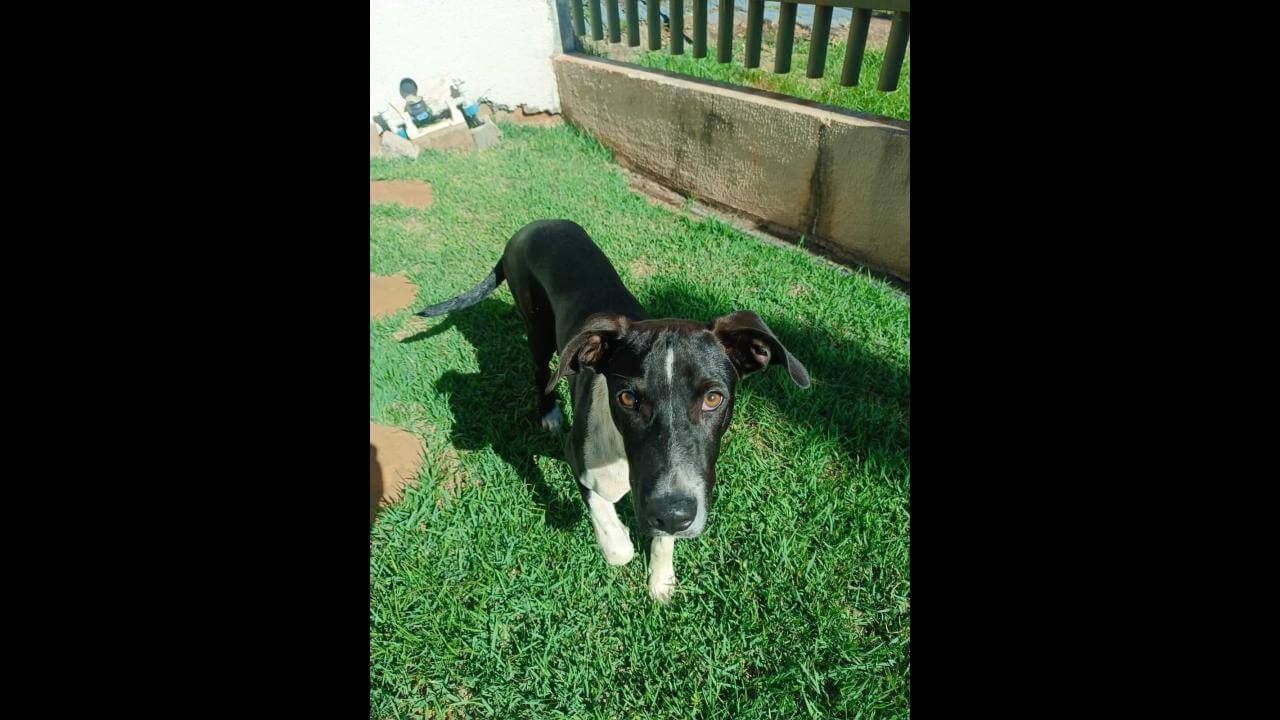 Cachorro é encontrado no bairro Cidade Verde Imagem referente a Cachorro é encontrado no bairro Cidade Verde