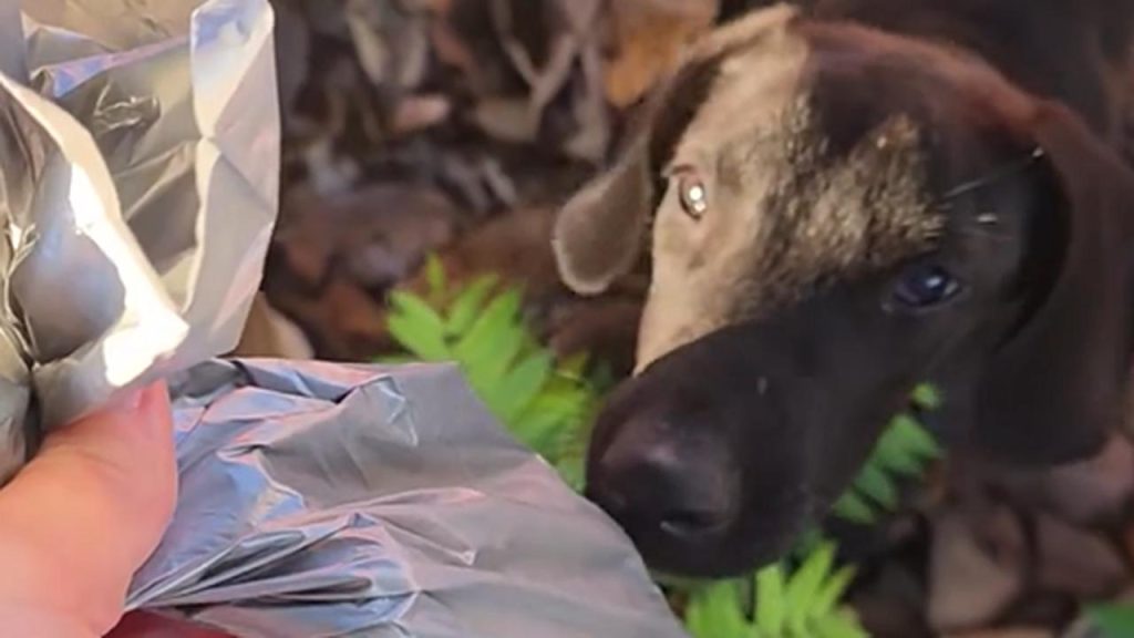 Cachorro abandonado emociona com reação ao ver comida