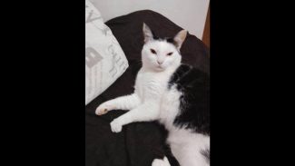 Imagem referente a Gato Kovu desapareceu no bairro Morumbi