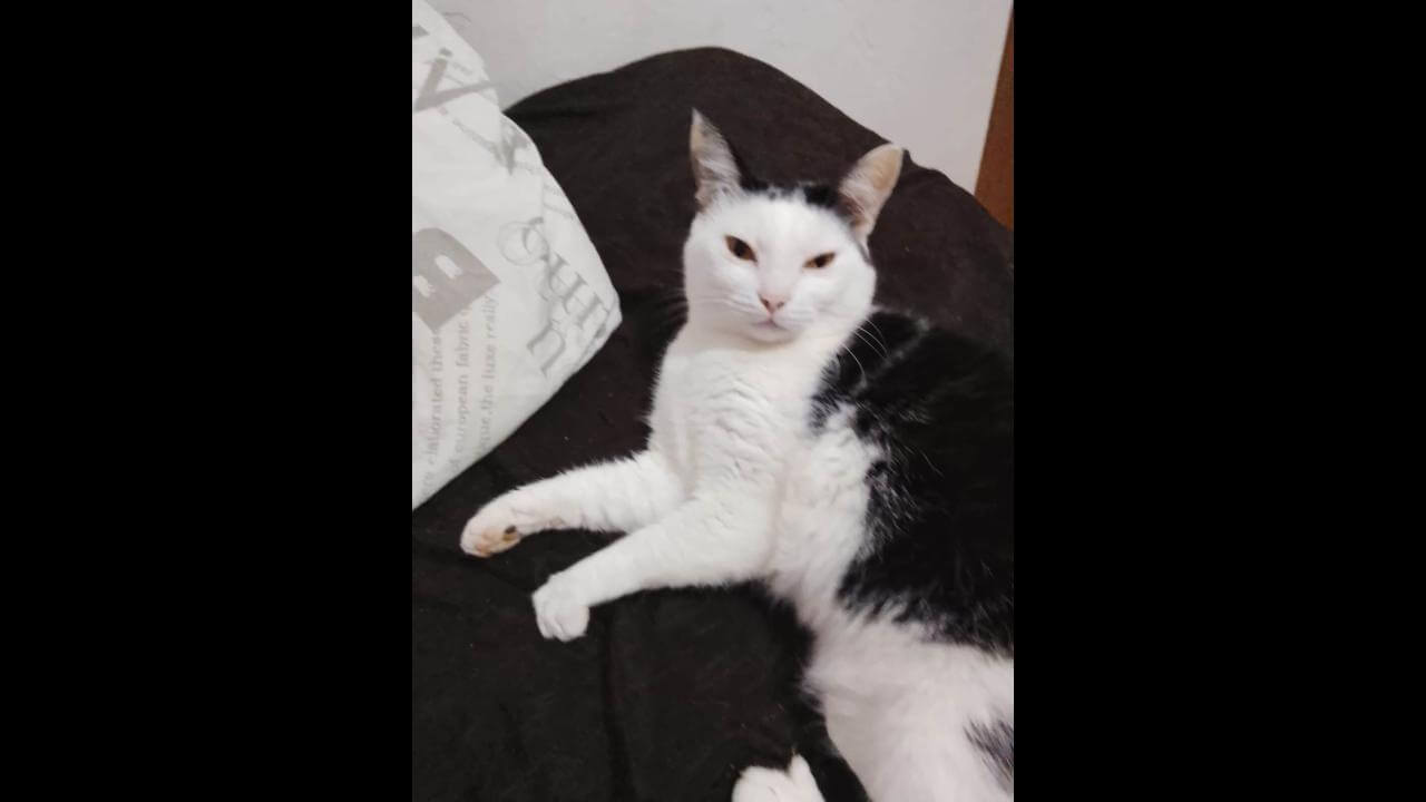 Gato Kovu desapareceu no bairro Morumbi Imagem referente a Gato Kovu desapareceu no bairro Morumbi