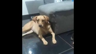 Imagem referente a Cachorra Sol desapareceu no bairro Brasmadeira