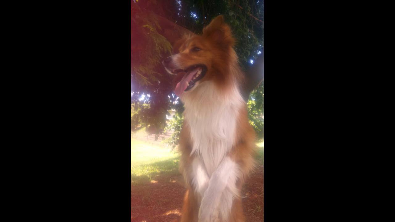 Cachorro Marley desapareceu no bairro Santo Onofre Imagem referente a Cachorro Marley desapareceu no bairro Santo Onofre