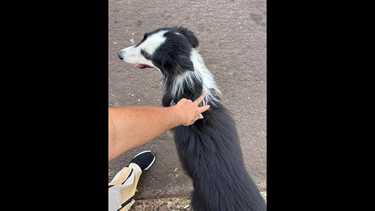Cachorro é encontrado no bairro Neva Imagem referente a Cachorro é encontrado no bairro Neva