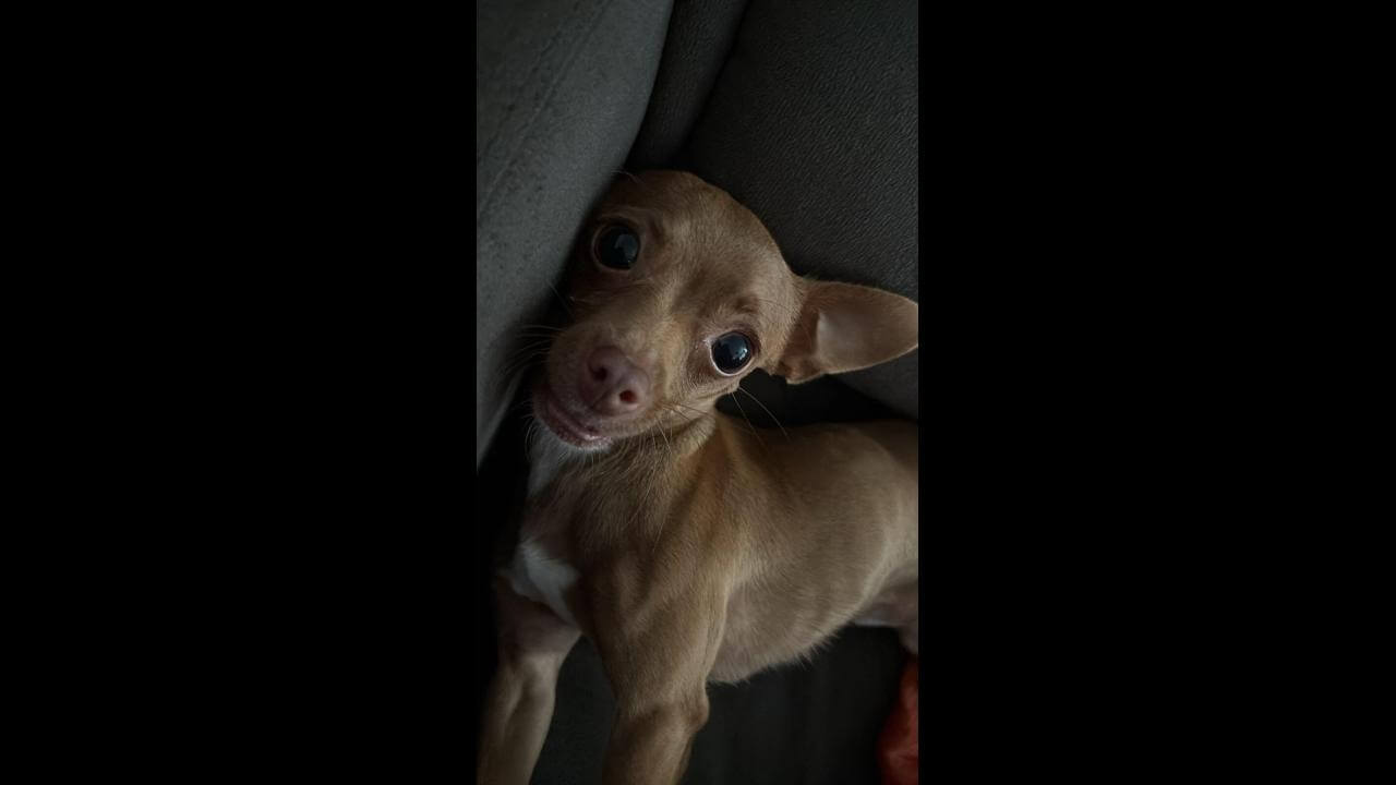 Cachorro Chokito desapareceu no bairro Esmeralda Imagem referente a Cachorro Chokito desapareceu no bairro Esmeralda