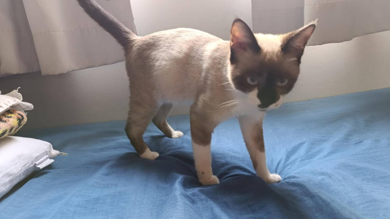 Gato é encontrado no bairro Maria Luiza Imagem referente a Gato é encontrado no bairro Maria Luiza