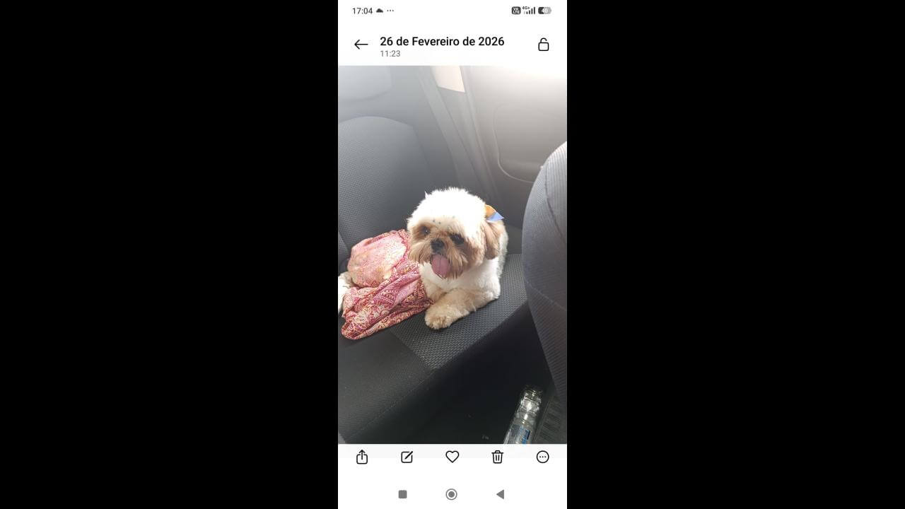 Cachorra Maya desapareceu no bairro Pacaembu Imagem referente a Cachorra Maya desapareceu no bairro Pacaembu