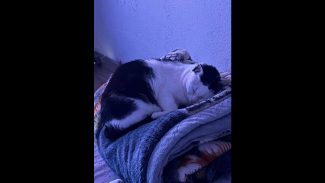 Imagem referente a Gato é encontrado no bairro Morumbi