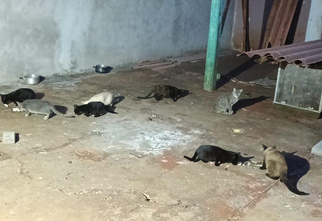 14 gatos em situação de abandono no Bairro Pacaembu; você pode adotar um?