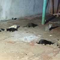 Imagem referente a 14 gatos em situação de abandono no Bairro Pacaembu; você pode adotar um?