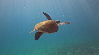 Pesquisa quer descobrir de onde vêm tartarugas que vivem em Arraial