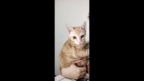 Gato Tangerino desapareceu no bairro Coqueiral