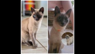 Imagem referente a Gata Margot desapareceu no bairro Alto Alegre