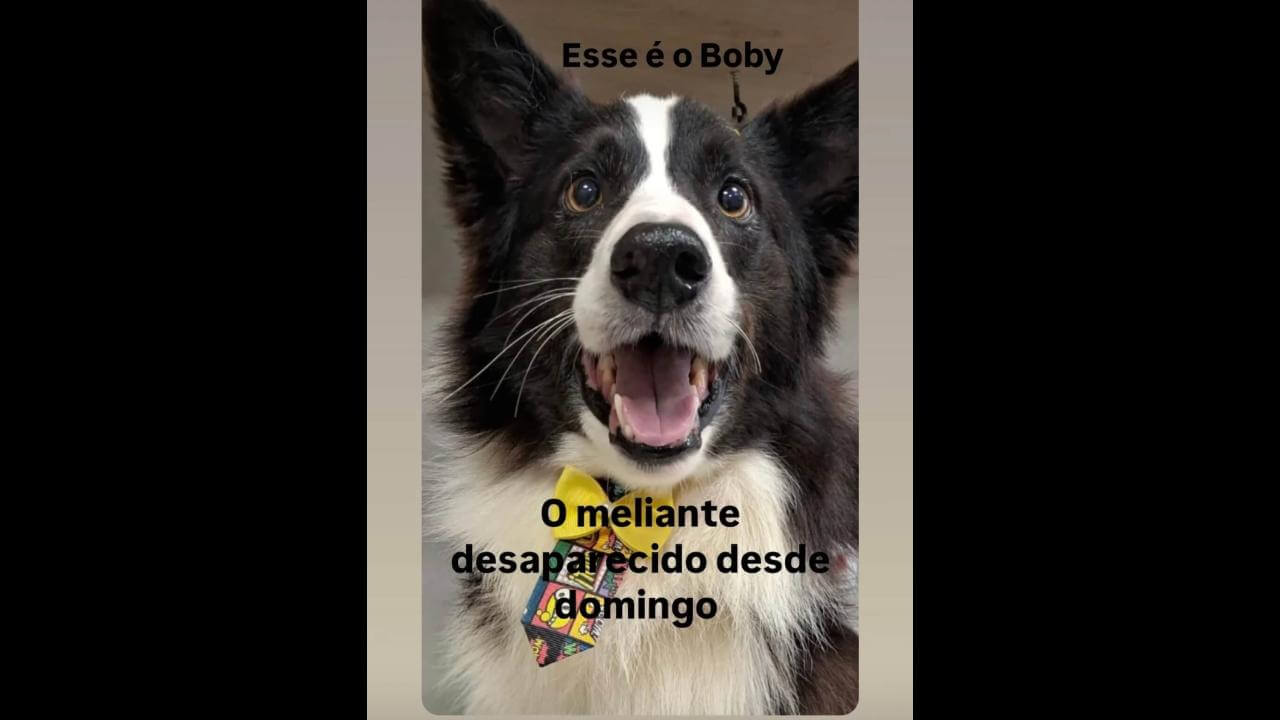 Cachorro Bob desapareceu no bairro Alto Alegre Imagem referente a Cachorro Bob desapareceu no bairro Alto Alegre