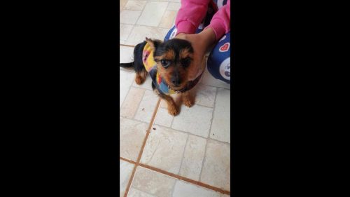 Cachorro Toco desapareceu no bairro Coqueiral