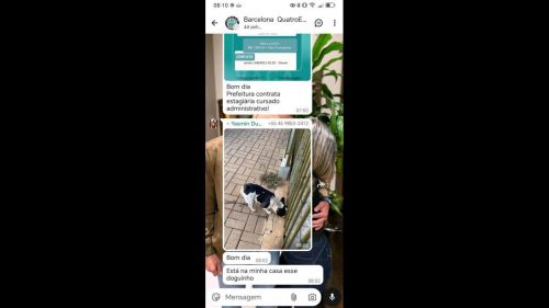 Cachorro é encontrado no bairro Barcelona