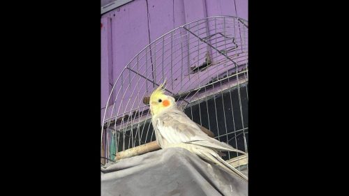 Calopsita Princesa desapareceu no bairro Cascavel Velho