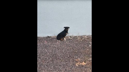 Cachorro é encontrado no bairro Pacaembu