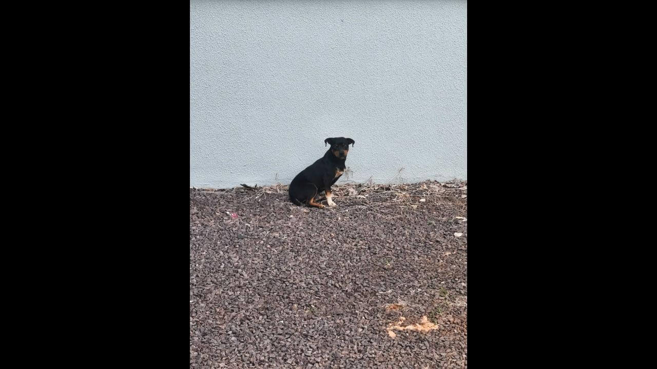 Cachorro é encontrado no bairro Pacaembu Cachorro é encontrado no bairro Pacaembu
