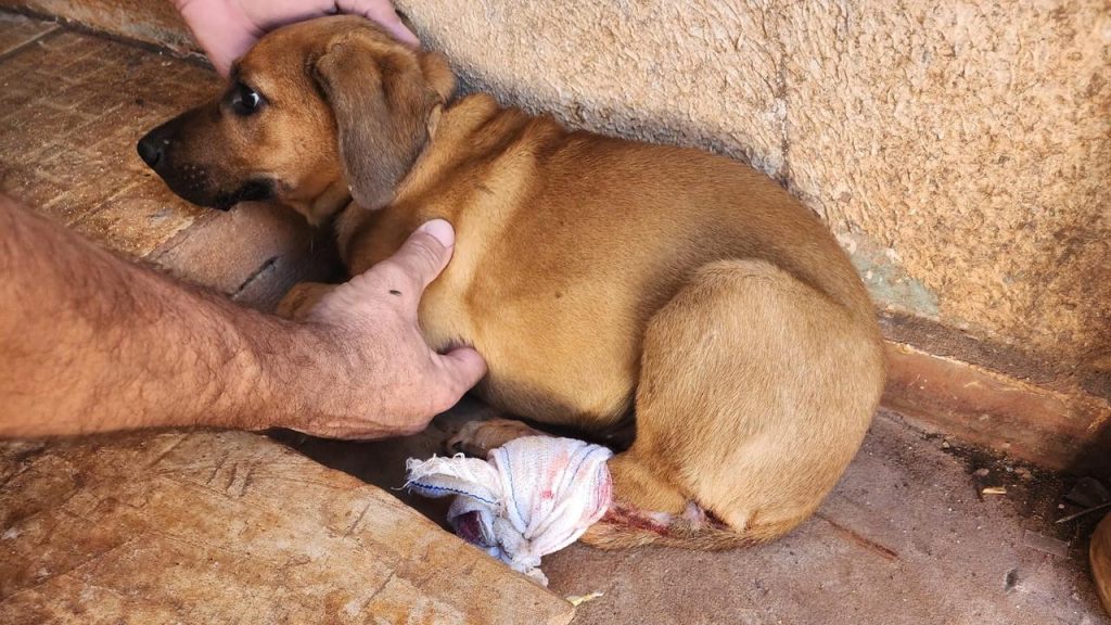Ajude o Caramelo: Cão atropelado precisa passar por cirurgia urgente