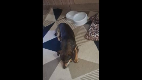 Cachorro Pitoco desapareceu no bairro Cancelli