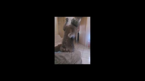 Gato Merreca desapareceu no bairro Brasmadeira