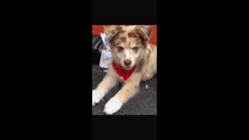 Cachorro desapareceu no bairro Florais do Paraná