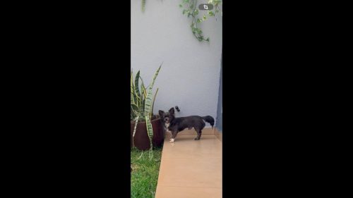 Cachorro Chico desapareceu no bairro Country